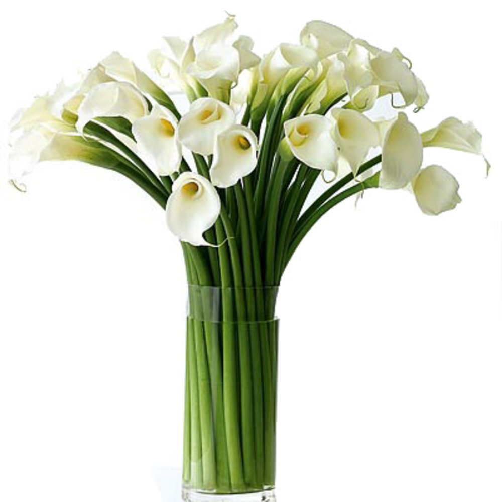Vase with 20 Stems of Cala Lilies