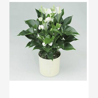 White anthurium plant