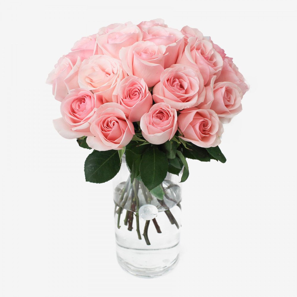 Pink Titanic Roses