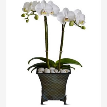 Phalaenopsis Plant