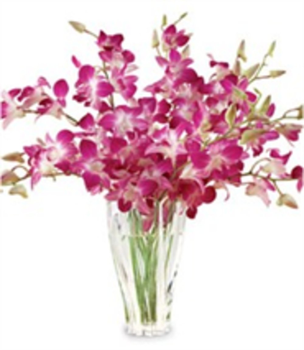 12 orchids