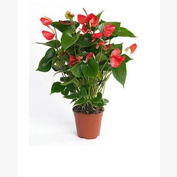 Red Anthurium Plant