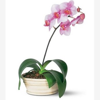 Pink Phalaenopsis Orchid Plant
