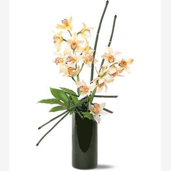 Two Stems of Cymbidium Orchids
