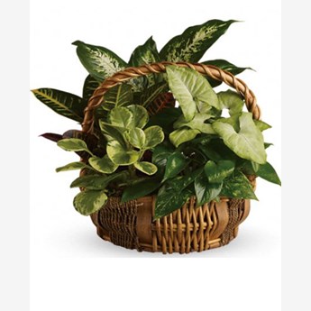 Emerald garden basket