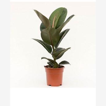 Rubber Plant
