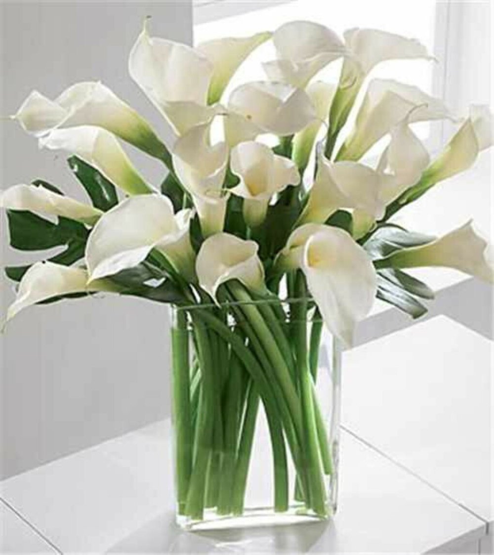 20 White Calla Lilies